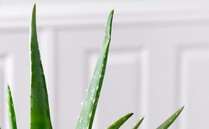 Why do aloe leaves turn brown?