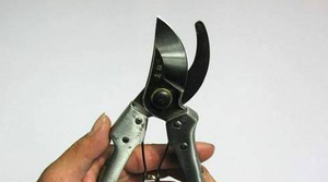 How to buy pruning scissors in gardening scissors