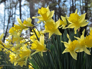 What does the pruning rhizome have after narcissus bloom bad