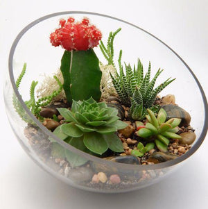 How do I plant succulents in glass containers?